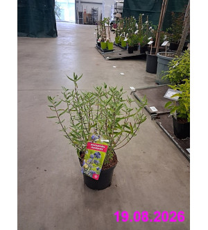 Caryopteris cland. 'Heavenly Blue' C 2,5 L